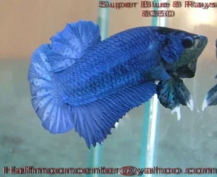 fwbettashmp1200732424.webp
