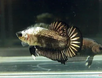 fwbettashmp1200764374.webp