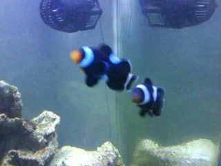 nemo1.webp