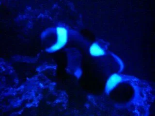 Nemo2.webp