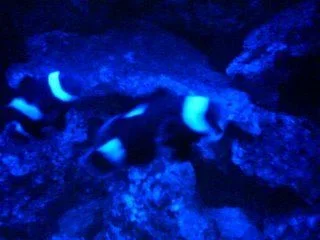 Nemo3.webp