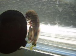 Mantisshrimp6.JPG