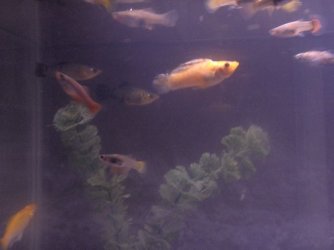 my_fishes_032.jpg