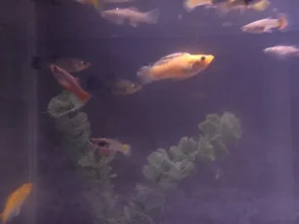 my_fishes_032.webp