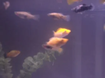 my_fishes_031.webp