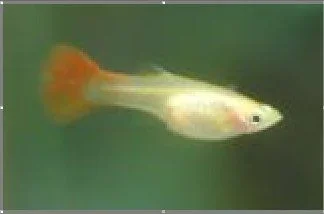 ScreenHunter_1.webp ScreenHunter_1.webp