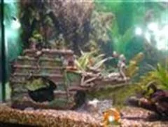 fish_tank_004__Custom_.webp