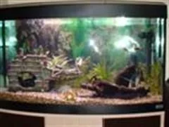 fish_tank_001__Custom_.webp