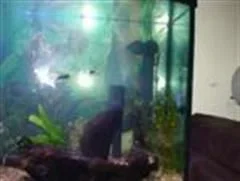 fish_tank_010__Custom_.webp