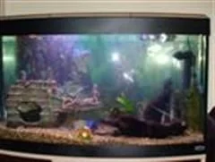 fish_tank_006__Custom_.webp