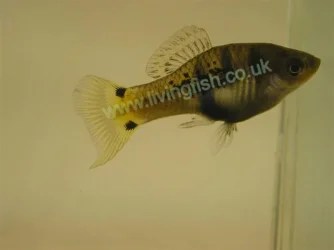 xiphophorus_xiphidium_male.webp