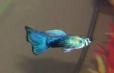 blue_male_guppy.webp