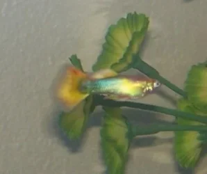 yellow_male_guppy.webp