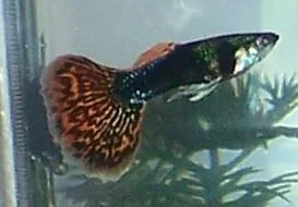 male_guppy_black.webp