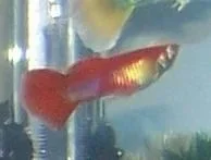 orange_male_guppy.webp