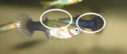 fish_1.jpg