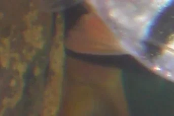 CIMG1046a.webp