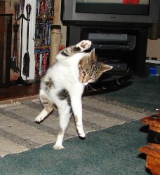 cartwheel.JPG cartwheel.JPG