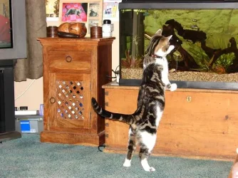FISHING.webp