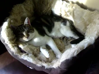 dexter1.webp dexter1.webp