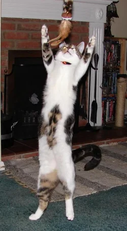 hands_up.webp