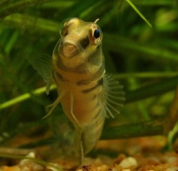 blenny.jpg