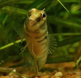 blenny.webp