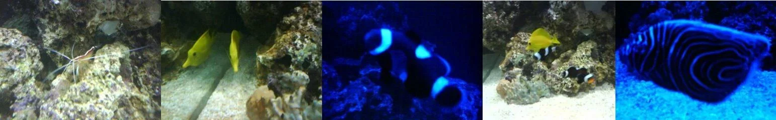 Betta_680__Fish_.webp