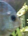 discus.jpg