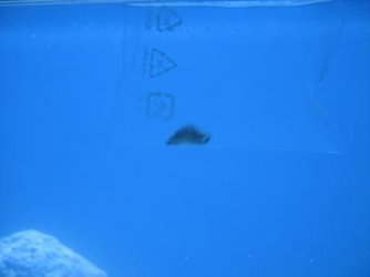 Orca_005.jpg Orca_005.jpg