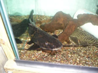 L._pictus_2__2.1.2008.webp
