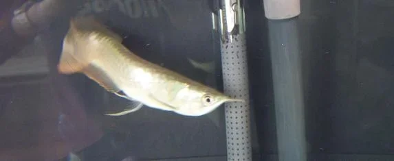 Silver_Arowana_006.webp