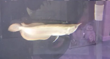 Silver_Arowana_007.webp