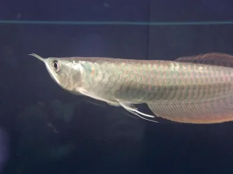 Silver_Arowana_026.webp