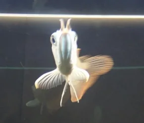 Silver_Arowana_043.webp