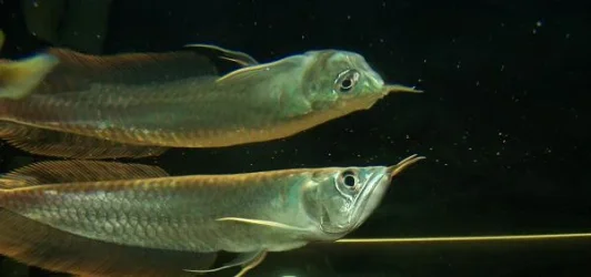 Silver_Arowana_055_edit_2.webp