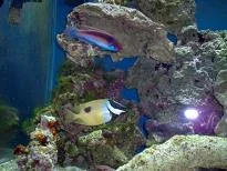 mt5.webp