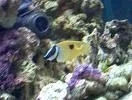 mt9.webp