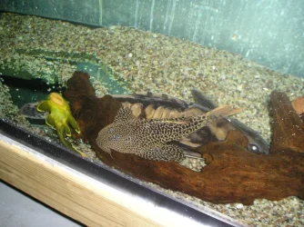 irwinni.L114._1_2.2.2008.webp