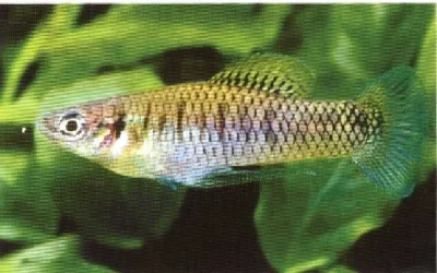 Pseudoxiphophorus_jonesii.webp