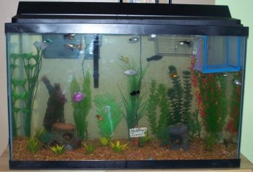 29_gal_aquarium_063.JPG 29_gal_aquarium_063.JPG