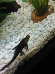 Mr_Bristly_plec_01.02.08.jpg