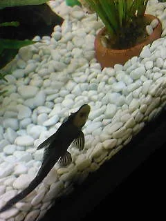 Mr_Bristly_plec_01.02.08.webp