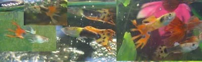 guppies_copy.webp
