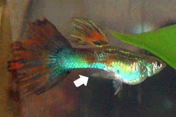 guppy_male_from.webp guppy_male_from.webp