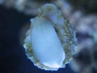 Snail.webp Snail.webp