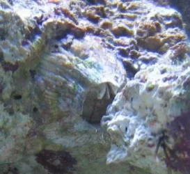 Barnacle_like.webp Barnacle_like.webp