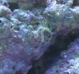 Feather_duster1.webp Feather_duster1.webp