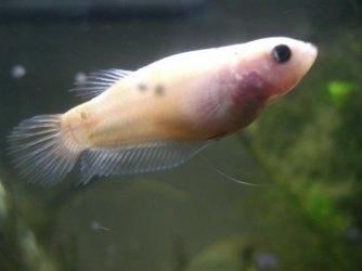 Picture_051__Small_.jpg