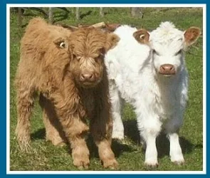 Mini_Cows.webp